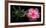 Spa Concept of Blooming Pink Hibiscus and Green Tendril Passionflower-Olga Khomyakova-Framed Photographic Print