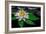 Spa Concept of Passiflora Flower on Green Leaf, Zen Basalt Stones with Drops in Water, Closeup-Olga Khomyakova-Framed Photographic Print