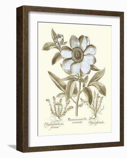 Spa Peonies I-Basilius Besler-Framed Art Print