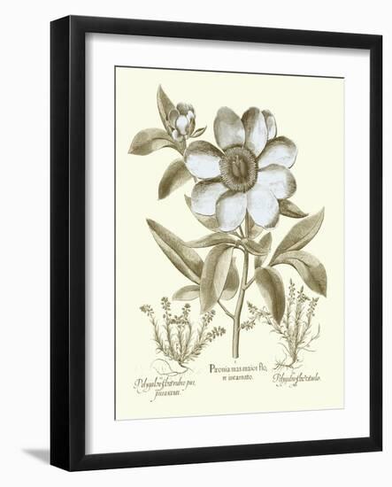 Spa Peonies I-Basilius Besler-Framed Art Print