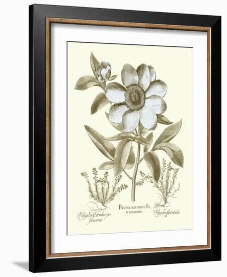 Spa Peonies I-Basilius Besler-Framed Art Print