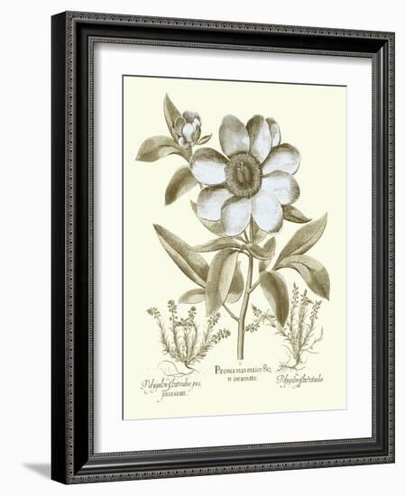 Spa Peonies I-Basilius Besler-Framed Art Print