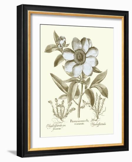 Spa Peonies I-Basilius Besler-Framed Art Print