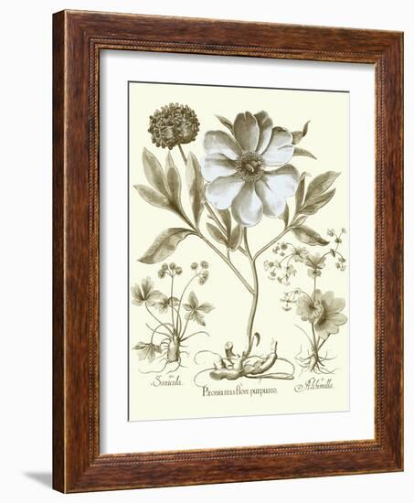 Spa Peonies II-Basilius Besler-Framed Art Print