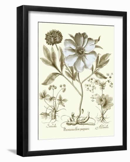 Spa Peonies II-Basilius Besler-Framed Art Print