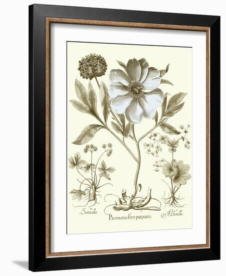 Spa Peonies II-Basilius Besler-Framed Art Print