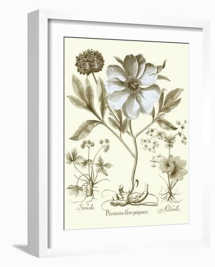 Spa Peonies II-Basilius Besler-Framed Art Print