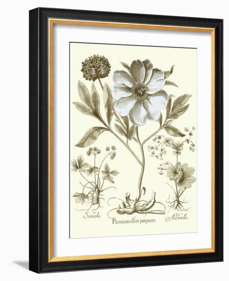 Spa Peonies II-Basilius Besler-Framed Art Print