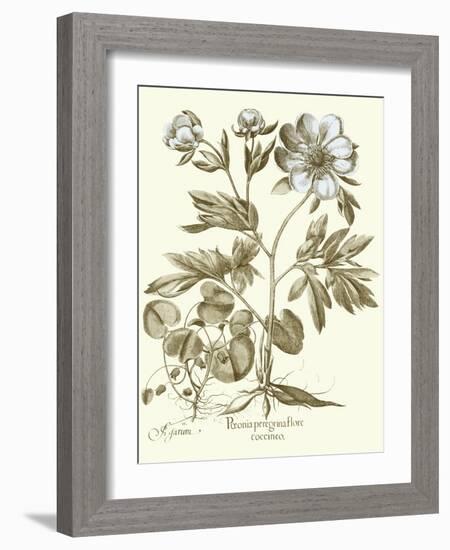 Spa Peonies III-Basilius Besler-Framed Art Print