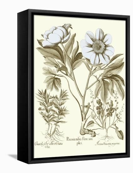 Spa Peonies IV-Basilius Besler-Framed Stretched Canvas