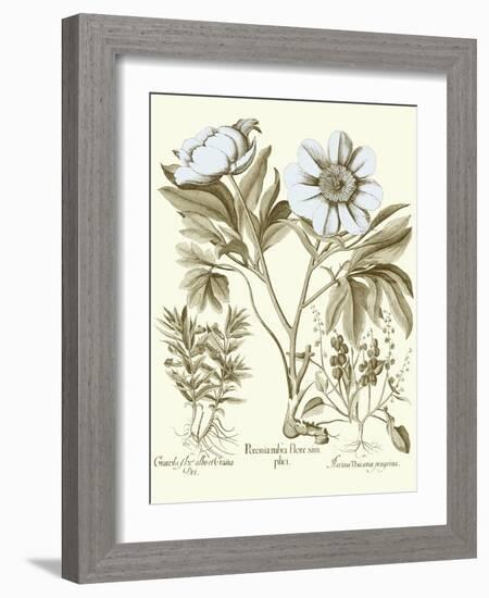 Spa Peonies IV-Basilius Besler-Framed Art Print