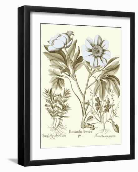 Spa Peonies IV-Basilius Besler-Framed Art Print