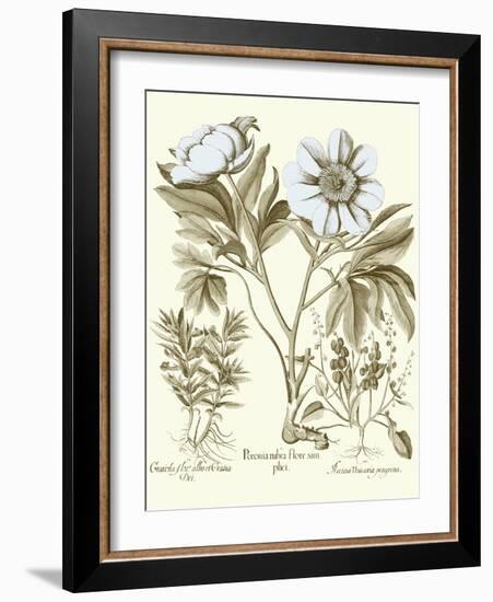 Spa Peonies IV-Basilius Besler-Framed Art Print