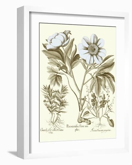 Spa Peonies IV-Basilius Besler-Framed Art Print