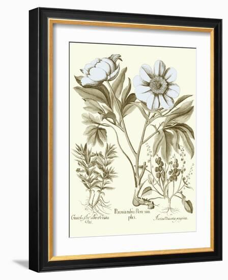 Spa Peonies IV-Basilius Besler-Framed Art Print