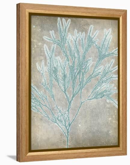 Spa Seaweed I-Jennifer Goldberger-Framed Stretched Canvas