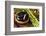 Spa Still Life with Hot Stones and Essential Oil-egal-Framed Photographic Print