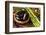 Spa Still Life with Hot Stones and Essential Oil-egal-Framed Photographic Print