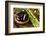 Spa Still Life with Hot Stones and Essential Oil-egal-Framed Photographic Print