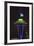 Space Needle with Seahawk colors and 12th man flag. Washington, USA-Jamie & Judy Wild-Framed Photographic Print