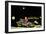 Space Patrol Super Cycle-null-Framed Premium Giclee Print