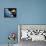 Space Shuttle and Earth-David Bases-Framed Premier Image Canvas displayed on a wall