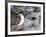 Space Shuttle Atlantis After It Undocked from the International Space Station on June 19, 2007-Stocktrek Images-Framed Photographic Print