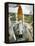 Space Shuttle Atlantis on the Launch Pad at Kennedy Space Center, Florida-Stocktrek Images-Framed Premier Image Canvas