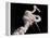 Space Shuttle Challenger Disaster-null-Framed Stretched Canvas