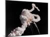 Space Shuttle Challenger Disaster-null-Mounted Photo
