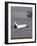 Space Shuttle Discovery Glides over the Banana River to a Landing on Kennedy Space Center's Runway-null-Framed Photographic Print