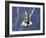 Space Shuttle Discovery-Stocktrek Images-Framed Photographic Print