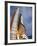 Space Shuttle Endeavour Lifts Off from Kennedy Space Center-Stocktrek Images-Framed Photographic Print