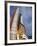 Space Shuttle Endeavour Lifts Off from Kennedy Space Center-Stocktrek Images-Framed Photographic Print