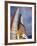 Space Shuttle Endeavour Lifts Off from Kennedy Space Center-Stocktrek Images-Framed Photographic Print