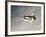 Space Shuttle Endeavour-Stocktrek Images-Framed Photographic Print