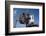 Space Shuttle on Launch Pad-Bettmann-Framed Photographic Print