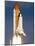 Space Shuttle-Alan Diaz-Mounted Photographic Print