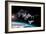 Space Station in Orbit around Earth with Space Shuttle-null-Framed Art Print