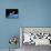 SpaceShipOne, Artwork-Henning Dalhoff-Mounted Photographic Print displayed on a wall