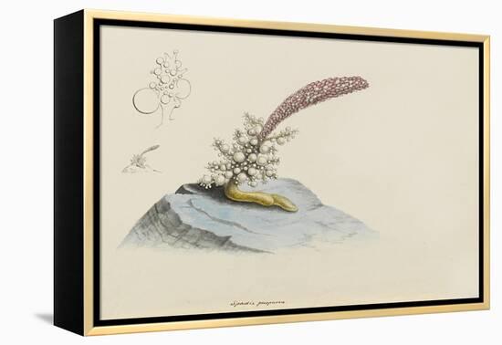 Spadix Purpurea: Hydroid-Philip Henry Gosse-Framed Premier Image Canvas