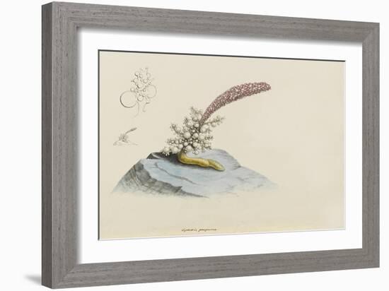 Spadix Purpurea: Hydroid-Philip Henry Gosse-Framed Giclee Print