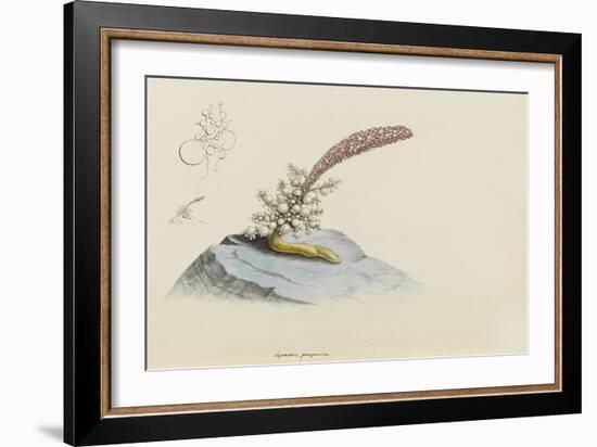 Spadix Purpurea: Hydroid-Philip Henry Gosse-Framed Giclee Print