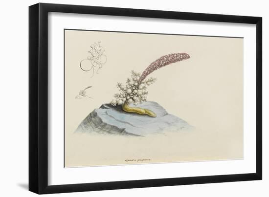 Spadix Purpurea: Hydroid-Philip Henry Gosse-Framed Giclee Print