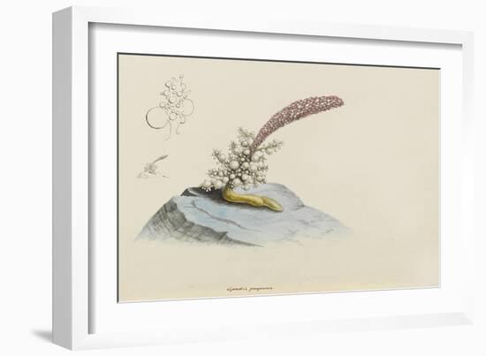 Spadix Purpurea: Hydroid-Philip Henry Gosse-Framed Giclee Print