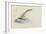 Spadix Purpurea: Hydroid-Philip Henry Gosse-Framed Giclee Print