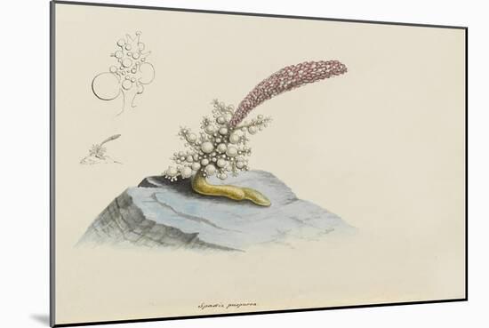Spadix Purpurea: Hydroid-Philip Henry Gosse-Mounted Giclee Print