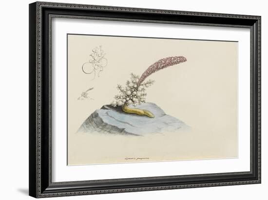 Spadix Purpurea: Hydroid-Philip Henry Gosse-Framed Giclee Print