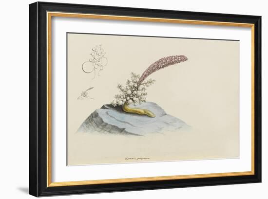 Spadix Purpurea: Hydroid-Philip Henry Gosse-Framed Giclee Print