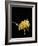 Spaghetti Alla Carbonara, Italian Pasta Dish Based on Eggs, Cheese, Bacon and Black Pepper, Italy-Nico Tondini-Framed Photographic Print